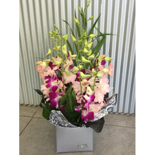 Orchid boxSingapore orchidsSingapore Orchid Flowers Singapore Orchid